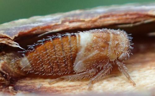 Macropsis sp.